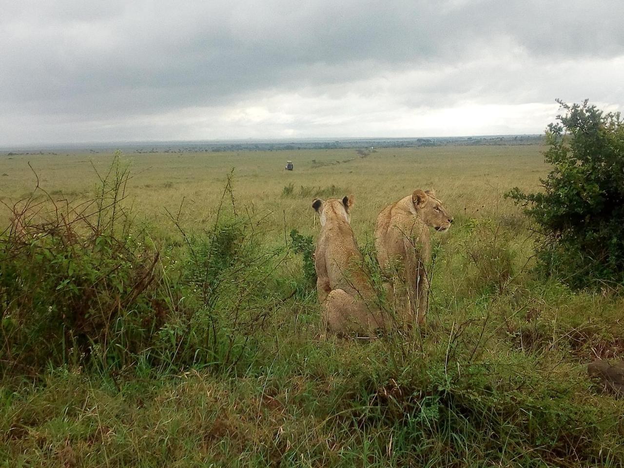 Elegant Comfy Rooms- Jkia Nairobi Exterior foto